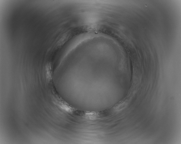 X0000070350240200606161324