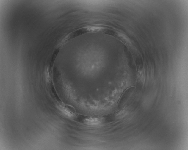 X0000070350381200606161323