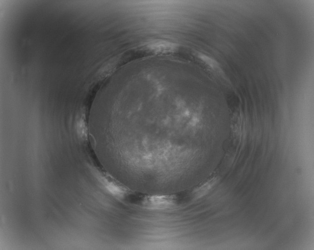 X0000070350622200606161318