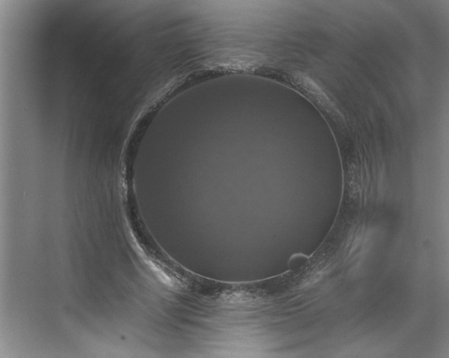 X0000070350634200606161317