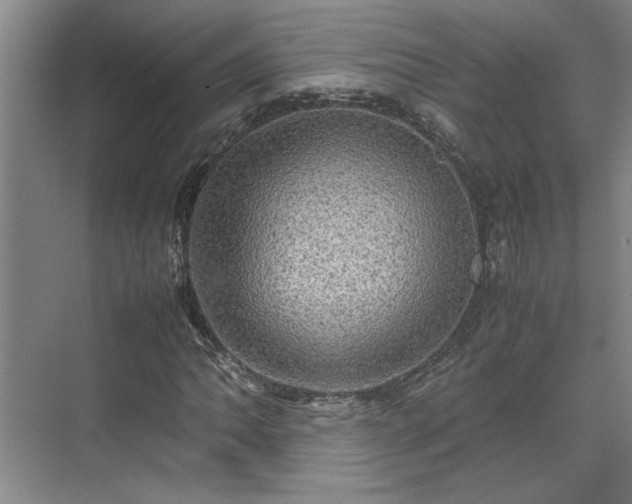 X0000070351062200606161310