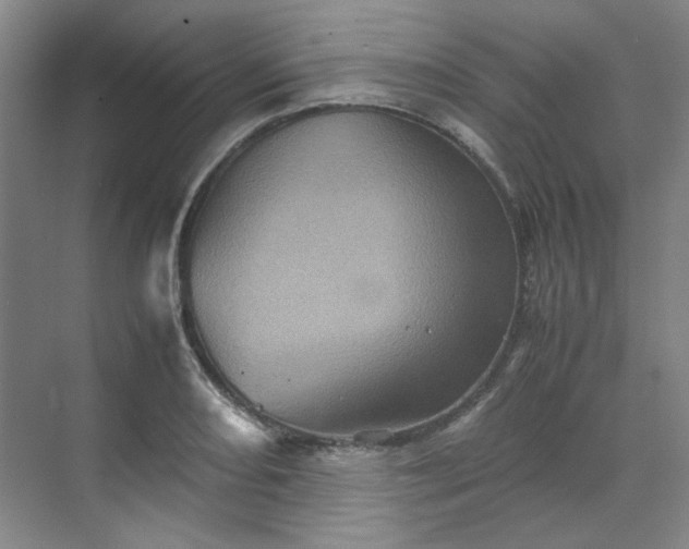 X0000070351082200606161310