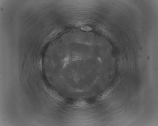 X0000070350262200606231604