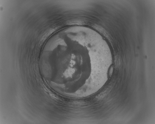 X0000070350529200606231559