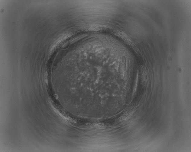 X0000070350683200606231558