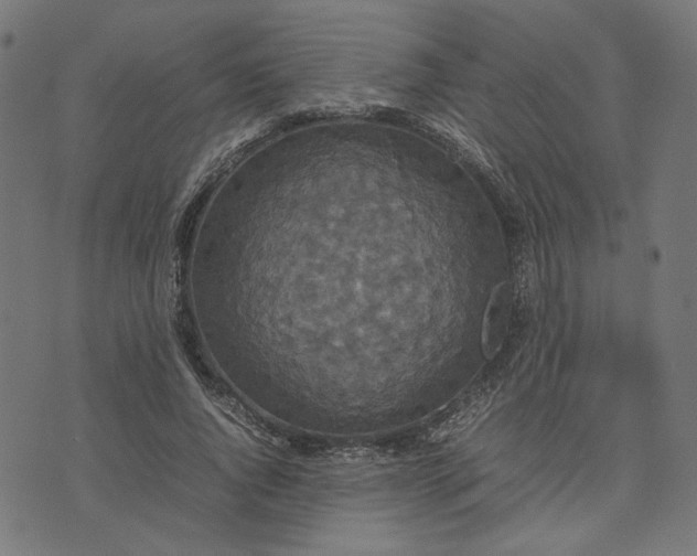 X0000070350736200606231556
