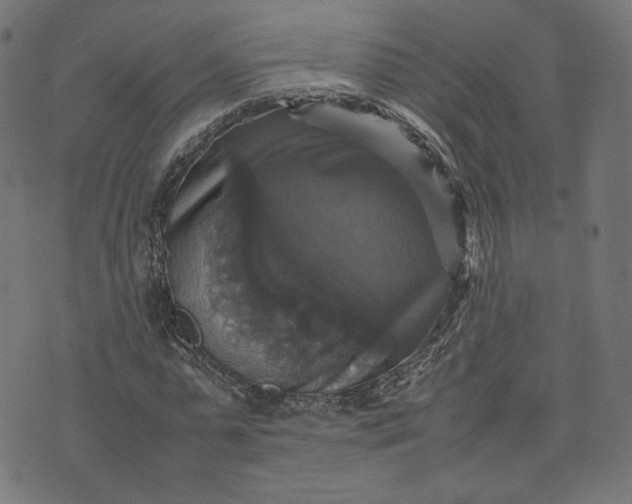 X0000070350775200606231556