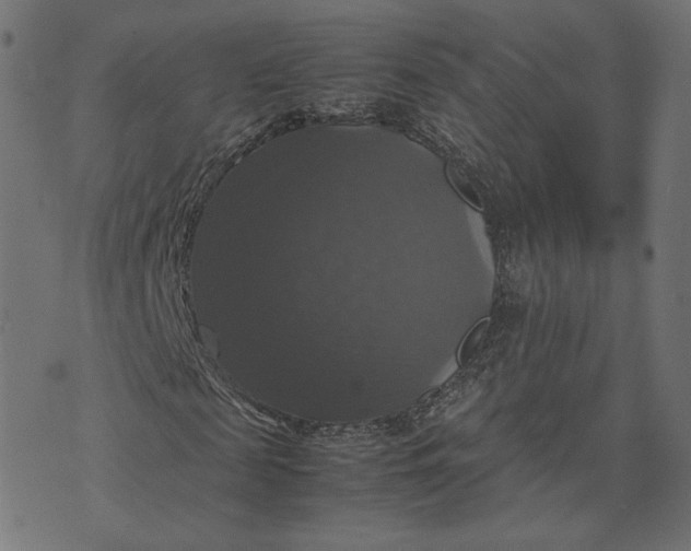 X0000070350817200606231555