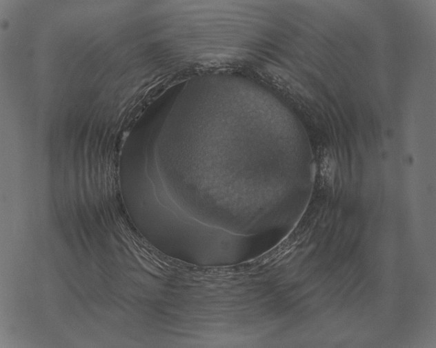 X0000070350868200606231555