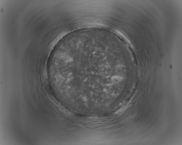 X0000070350883200606231554