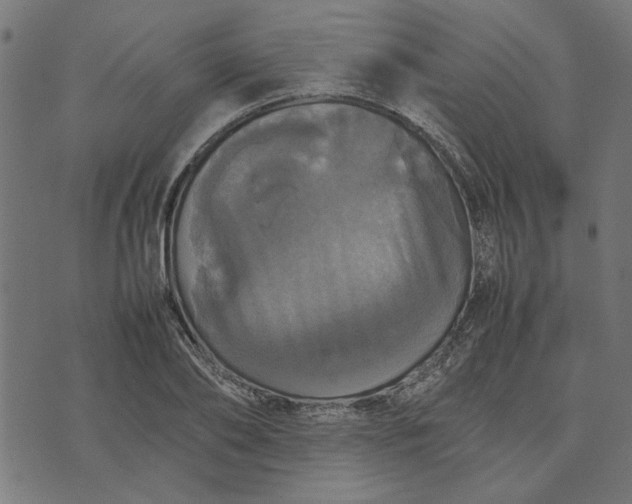 X0000070350886200606231554
