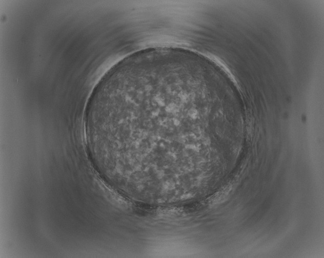 X0000070350887200606231554