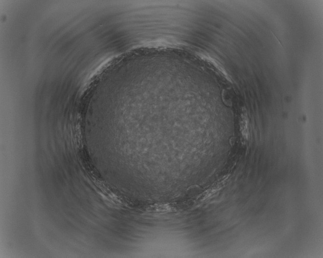 X0000070350968200606231553