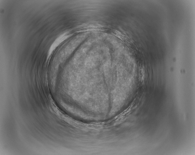 X0000070350004200606301817