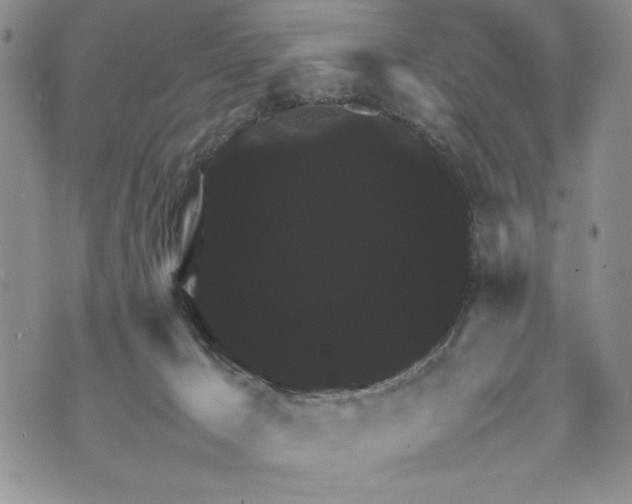 X0000070350029200606301817