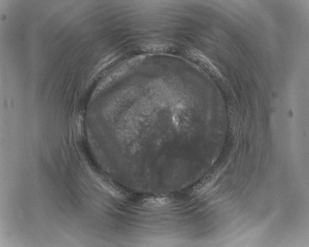 X0000070350071200606301816