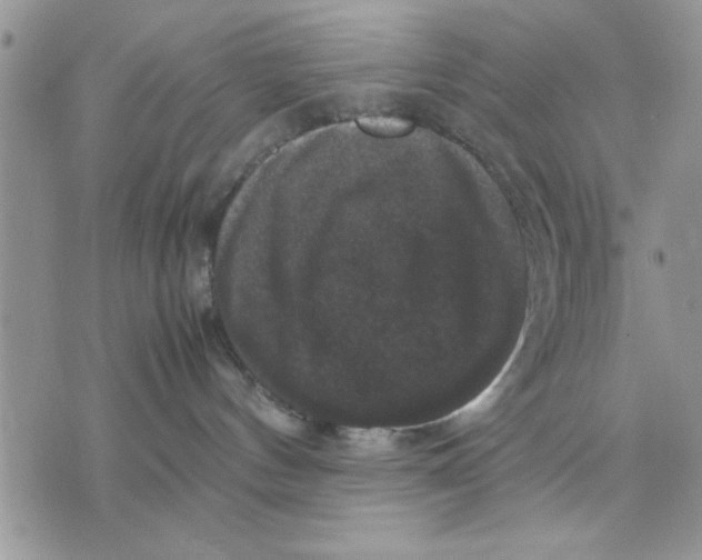X0000070350144200606301815