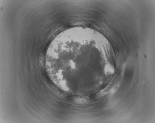 X0000070350175200606301815