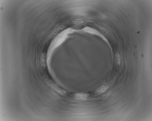 X0000070350234200606301813