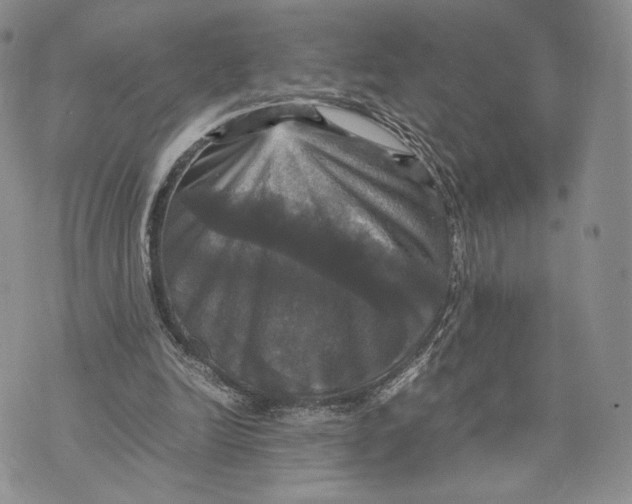X0000070350246200606301813
