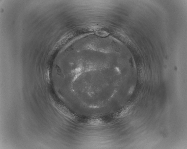 X0000070350262200606301813