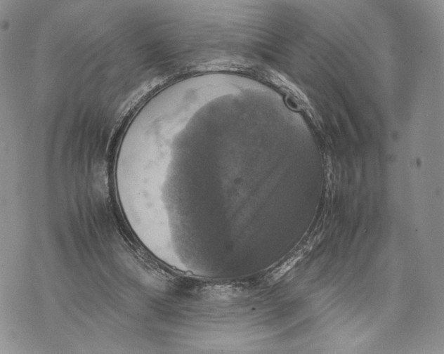 X0000070350298200606301812