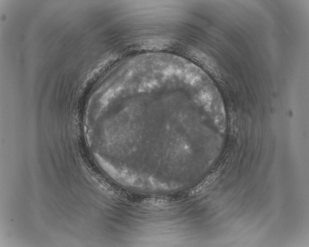 X0000070350354200606301811