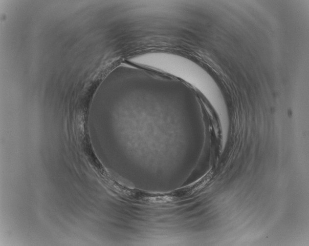 X0000070350363200606301811