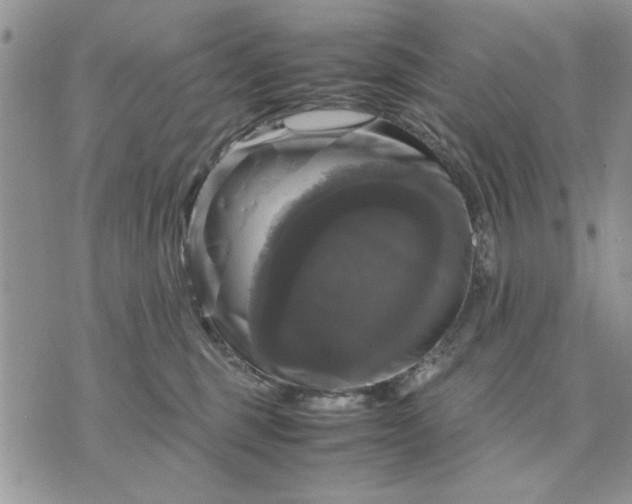 X0000070350375200606301812