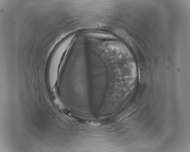 X0000070350483200606301809