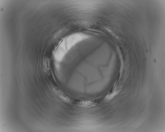 X0000070350528200606301809