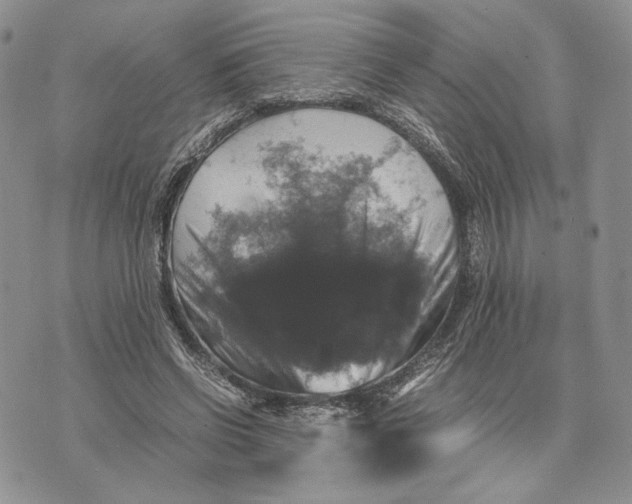 X0000070350542200606301808