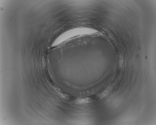 X0000070350569200606301808