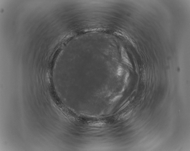 X0000070350643200606301807