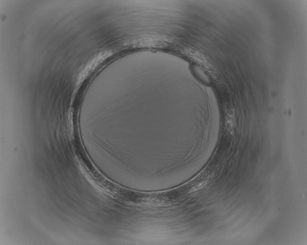 X0000070350678200606301806