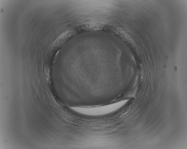 X0000070350693200606301806
