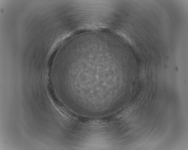 X0000070350736200606301805