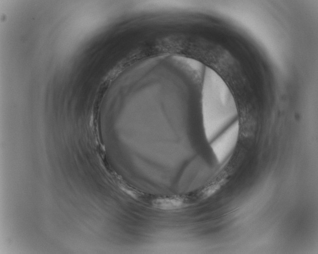 X0000070350765200606301805