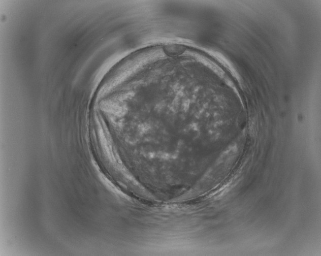 X0000070350903200606301802