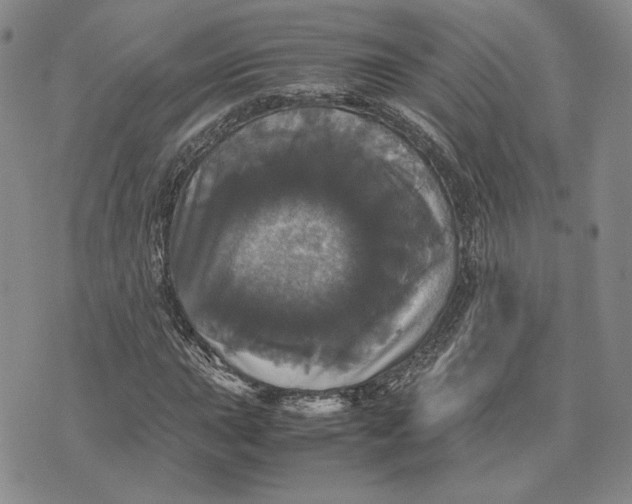 X0000070351015200606301800