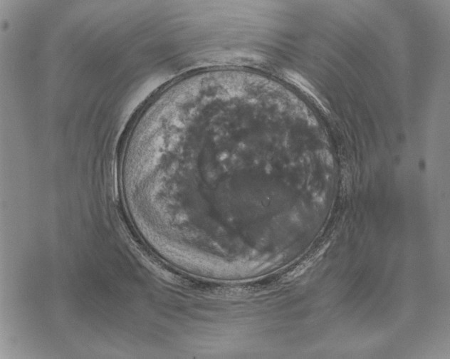 X0000070351079200606301800