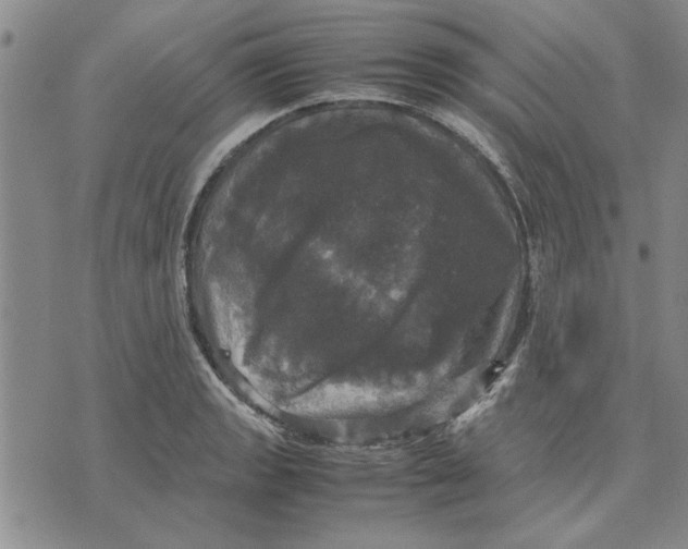 X0000070351133200606301759