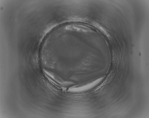 X0000070351264200606301757
