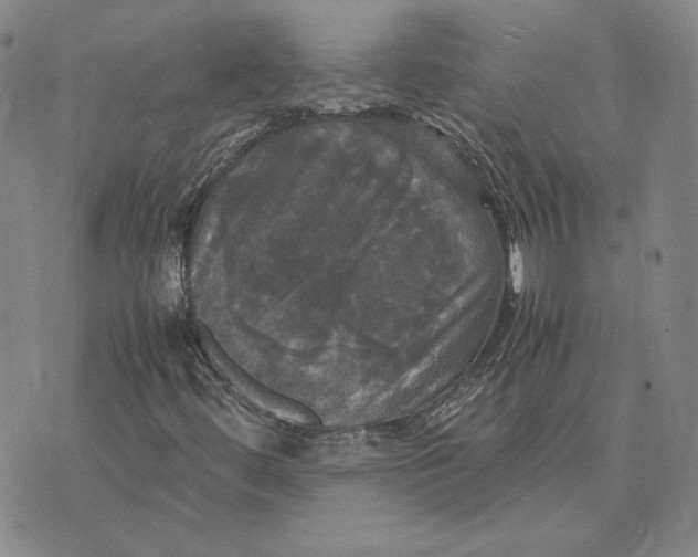 X0000070351444200606301754