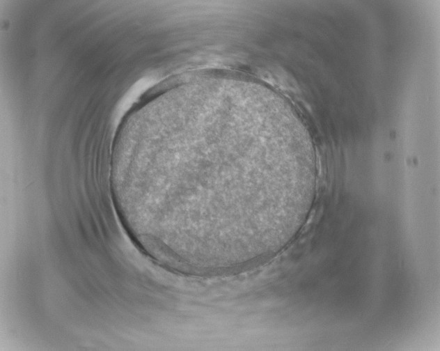 X0000070350003200607072050