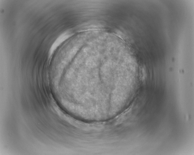 X0000070350004200607072050