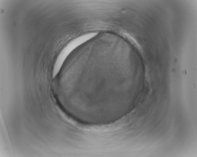 X0000070350017200607072049