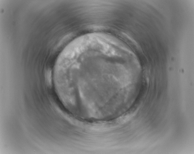 X0000070350024200607072049