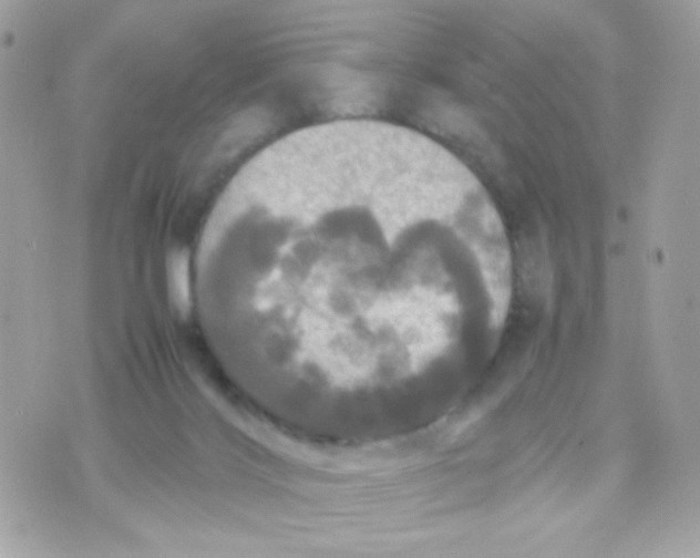 X0000070350028200607072049