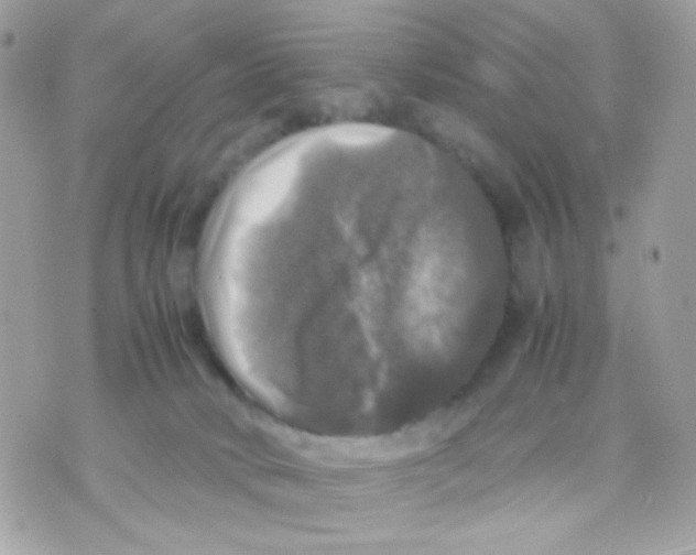 X0000070350034200607072049